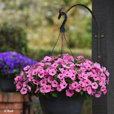 PETUNIA COLORRUSH PINK