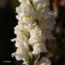 SNAPDRAGON WHITE SNAPDRAGON WHITE