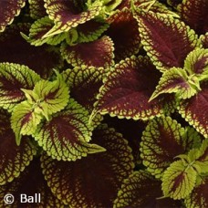 COLEUS COLEOSAURUS