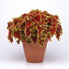 COLEUS COPPERHEAD
