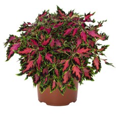 COLEUS DOWNTOWN SERIES