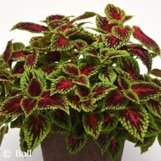 COLEUS DRAGONHEART