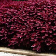 COLEUS FLAMETHROW SALSA ROJA