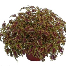 COLEUS SKELETAL