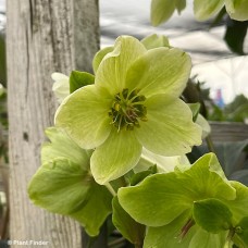 HELLEBORUS ICE N ROSES WHITE
