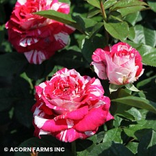 ROSA NEIL DIAMOND HT