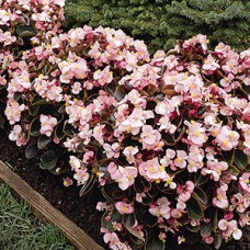 BEGONIA DARK LEAF PINK