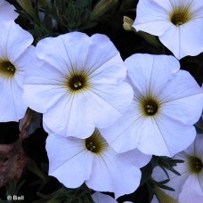 PETCHOA PEARL WHITE
