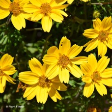 BIDENS POPSTAR