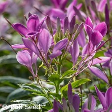CLEOME VIOLET CLEOME VIOLET