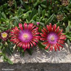 DELOSPERMA RAZZLE DAZZLE DELOSPERMA RAZZLE DAZZLE