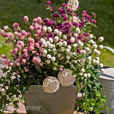 GOMPHRENA MIX