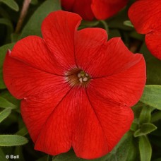 PETUNIA HL RED