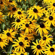 RUDBECKIA FUL GOLDSTURM