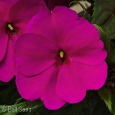 SUNPATIENS PURPLE SUNPATIENS PURPLE