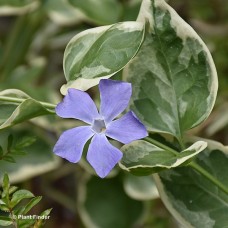 VINCA MAJOR VARIEGATA VINCA MAJOR VARIEGATA
