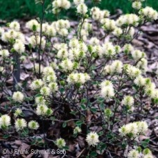 FOTHERGILLA GARDENII FOTHERGILLA GARDENII