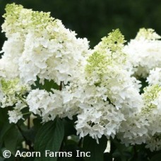 HYDRANGEA PAN PHANTOM HYDRANGEA PAN PHANTOM