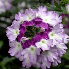 VERBENA LANAI TWISTER PURPLE VERBENA LANAI TWISTER PURPLE