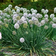 ALLIUM BOBBLEHEAD ALLIUM BOBBLEHEAD