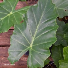 ALOCASIA PORTORA ALOCASIA PORTORA