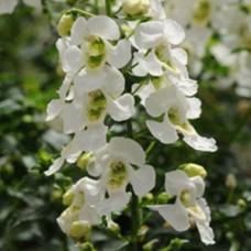 ANGELONIA ARCHANGEL WHITE ANGELONIA ARCHANGEL WHITE