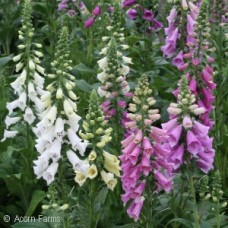 DIGITALIS PUR FOXY DIGITALIS PUR FOXY