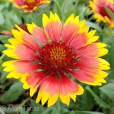 GAILLARDIA GOBLIN GAILLARDIA GOBLIN