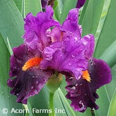 IRIS GER SHARP DRESSED MAN IRIS GER SHARP DRESSED MAN