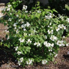 VIBURNUM PLI SUMMER SNOWFLAKE VIBURNUM PLI SUMMER SNOWFLAKE