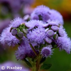 AGERATUM BLUE AGERATUM BLUE