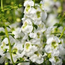 ANGELONIA SERENITA WHITE ANGELONIA SERENITA WHITE