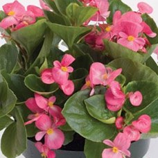 BEGONIA GREEN LEAF PINK