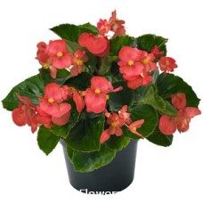 BEGONIA GREEN LEAF RED