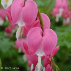 DICENTRA SPECTABILIS DICENTRA SPECTABILIS