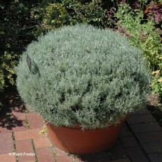 HELICHRYSUM CURRY