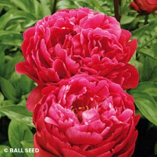 PAEONIA RED SARAH BERNHARDT PAEONIA RED SARAH BERNHARDT