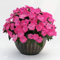 SUNPATIENS HOT PINK