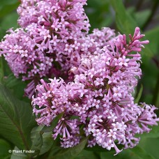 SYRINGA PRE JAMES MACFARLANE SYRINGA PRE JAMES MACFARLANE