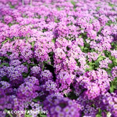 LOBULARIA PURPLE LOBULARIA PURPLE