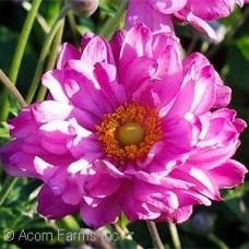 ANEMONE PRETTY LADY JULIA ANEMONE PRETTY LADY JULIA