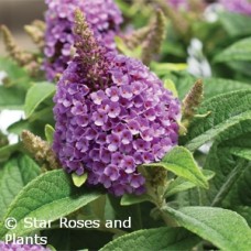 BUDDLEIA DAPPER LAVENDER BUDDLEIA DAPPER LAVENDER
