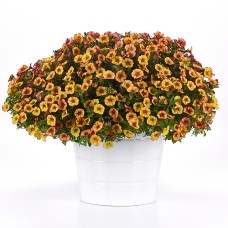 CALIBRACHOA EMBER ECLIPSE CALIBRACHOA EMBER ECLIPSE
