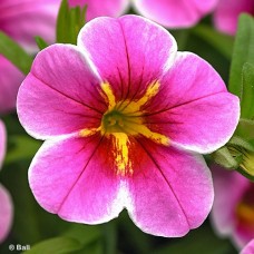 CALIBRACHOA PINK STARFRUIT CALIBRACHOA PINK STARFRUIT