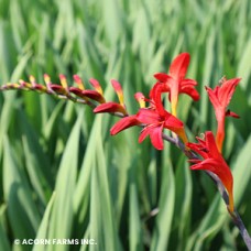 CROCOSMIA CUR LUCIFER CROCOSMIA CUR LUCIFER