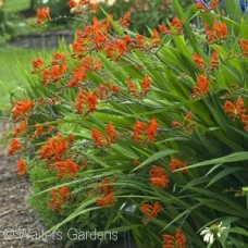 CROCOSMIA EMBERGLOW CROCOSMIA EMBERGLOW