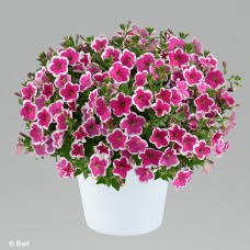 PETUNIA CAPELLA RIM FUCHSIA