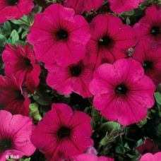 PETUNIA HL ELECTRIC PURPLE