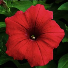 PETUNIA RED PETUNIA RED