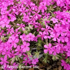 PHLOX SUB RUBY RIOT PHLOX SUB RUBY RIOT